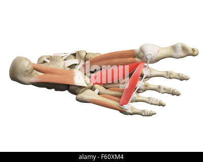 medically accurate illustration of the adductor hallucis Stock Photo