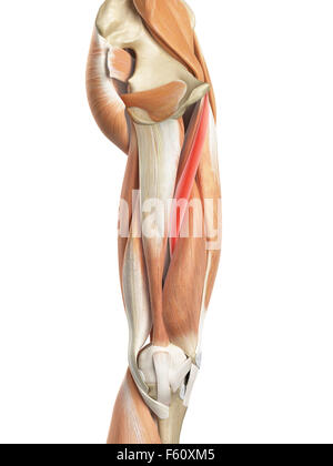 medically accurate illustration of the adductor longus Stock Photo