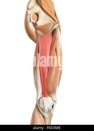 medically accurate illustration of the adductor magnus Stock Photo