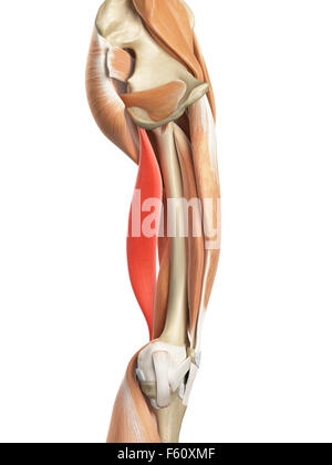 medically accurate illustration of the biceps femoris longus Stock Photo