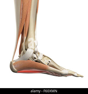 Medical Illustration of Flexor Digitorum Brevis Stock Photo - Alamy