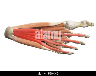 Medical Illustration of Flexor Digitorum Brevis Stock Photo - Alamy