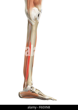 Illustration of the flexor digitorum longus muscle Stock Photo - Alamy