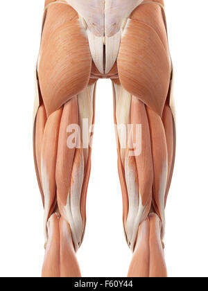 medically accurate illustration of the posterior leg muscles Stock Photo