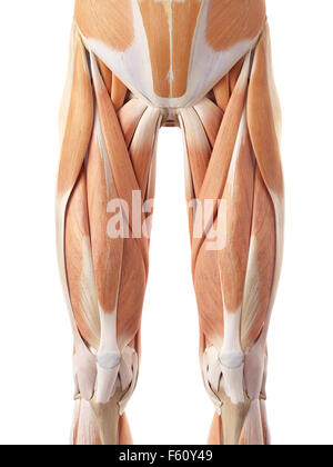 medically accurate illustration of the anterior leg muscles Stock Photo