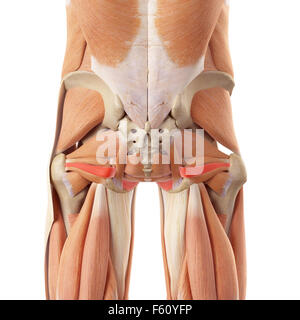 medically accurate illustration of the obturator internus Stock Photo