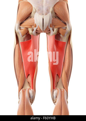 medically accurate illustration of the adductor magnus Stock Photo