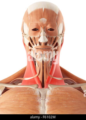 medically accurate illustration of the sternocleidomastoid Stock Photo