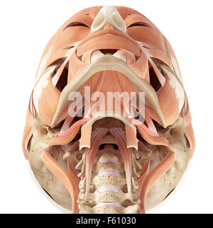 stylohyoid muscle labeled