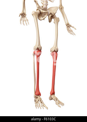 3d rendering medical illustration of the tibia bone collection Stock ...