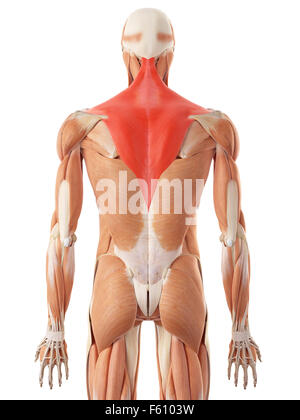 medically accurate illustration of the trapezius Stock Photo