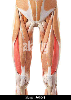 Vastus Lateralis Muscle Illustration Stock Photo Alamy