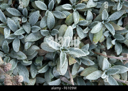 Lambs Ear (Stachys byzantina) plant UK Stock Photo