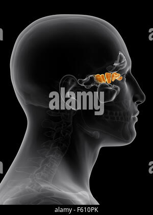 medically accurate illustration of the ethmoid sinus Stock Photo