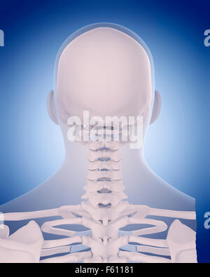 medically accurate illustration - bones of the neck Stock Photo