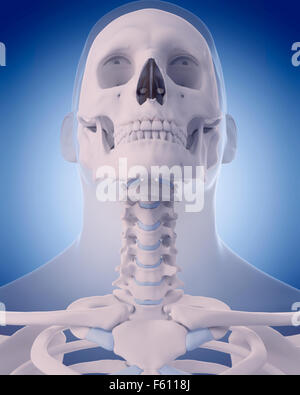 medically accurate illustration - bones of the neck Stock Photo