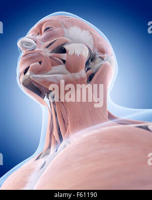 medically accurate illustration of the neck muscles Stock Photo