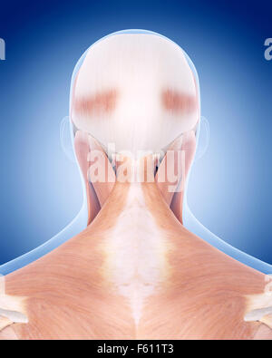 medically accurate illustration of the neck muscles Stock Photo