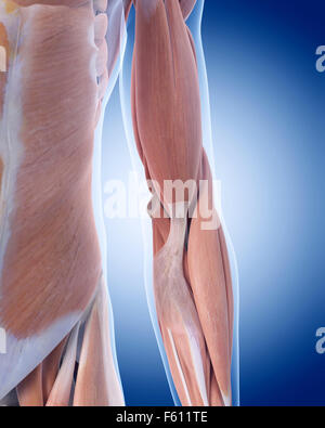 medically accurate illustration of elbow anatomy Stock Photo