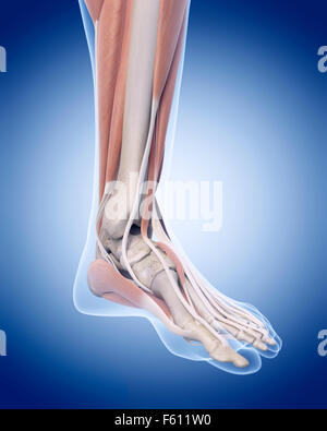 medically accurate illustration of the foot muscles Stock Photo