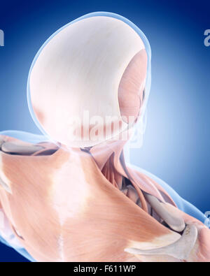 medically accurate illustration of the back muscles Stock Photo