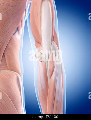 medically accurate illustration of the elbow anatomy Stock Photo