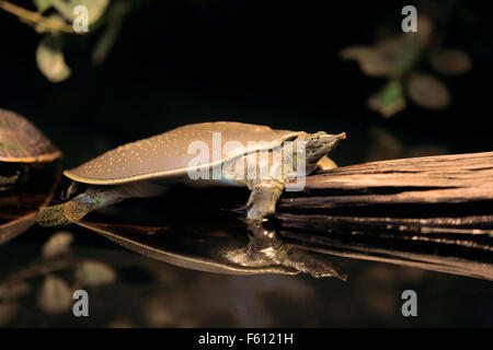 Spiny softshell turtle (Apalone spinifera), adult, native to North America, captive, Germany Stock Photo