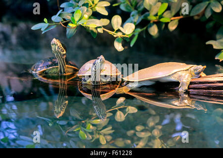 Spiny softshell turtle (Apalone spinifera) and red-eared slider or red-eared terrapin (Trachemys scripta elegans), adult, group Stock Photo