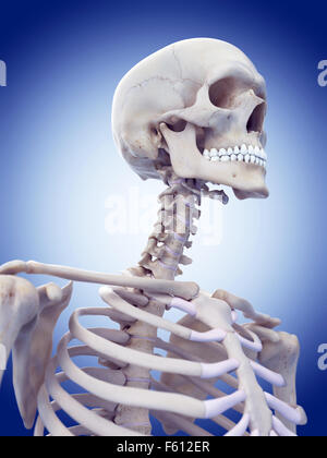 medically accurate illustration of the skull and neck Stock Photo
