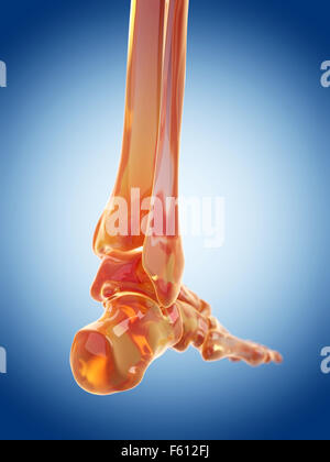 medically accurate illustration of the foot bones Stock Photo