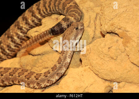 Western rattlesnake, prairie rattlesnake (Crotalus viridis) with rattle, adult, found in North America, captive Stock Photo