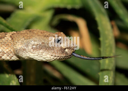 Western rattlesnake or prairie rattlesnake (Crotalus viridis), adult flickering tongue, portrait, found in North America Stock Photo