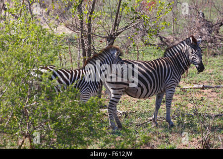 Burchell's zebra (Equus quagga burchelli) in the bush, Kruger National Park, South Africa Stock Photo