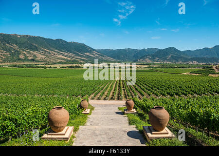 Vineyards at Vina Santa Cruz winery, Santa Cruz, Colchagua Valley, Chile Stock Photo