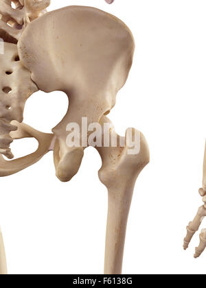 medical accurate illustration of the hip joint Stock Photo