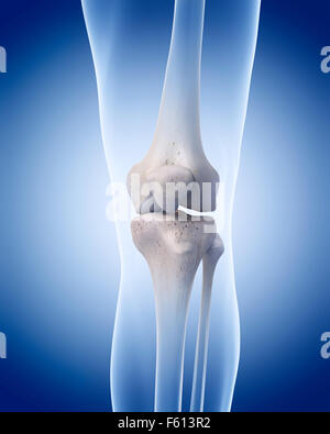 medically accurate illustration of the human skeleton - the knee Stock Photo