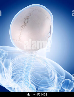 medically accurate illustration of the human skeleton - the skull Stock Photo
