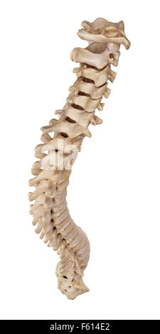 medically accurate illustration of the human spine Stock Photo