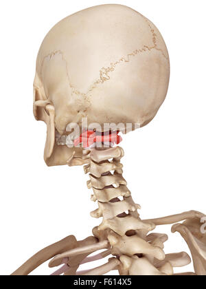 Human atlas bone, illustration Stock Photo: 118699129 - Alamy