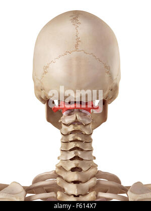 medical accurate illustration of the atlas bone Stock Photo