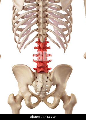 medical accurate illustration of the lumbar spine Stock Photo
