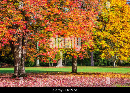 Red Maple, Acer rubrum 'October Glory', and Fastigiate Norway Maple, Acer platanoides 'Columnare' at Bowood in Wiltshire. Stock Photo