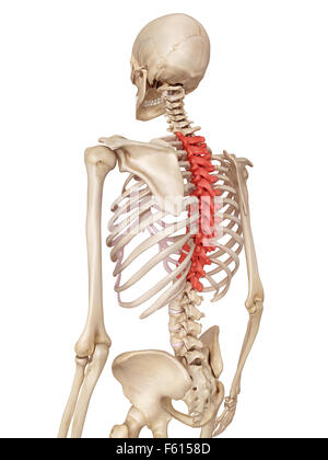 medical accurate illustration of the thoracic spine Stock Photo