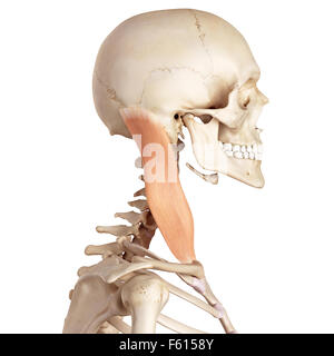 medical accurate illustration of the sternocleidomastoid Stock Photo