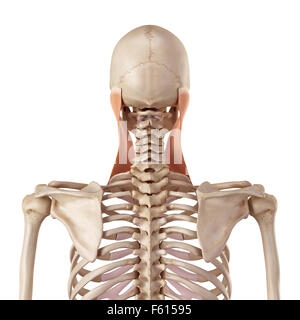 medical accurate illustration of the sternocleidomastoid Stock Photo