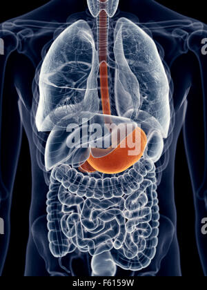 medically accurate illustration of the stomach Stock Photo