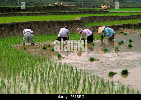 Vietnam, Ha Giang province, Yen Minh, rice fields, Tay hill tribe farmers Stock Photo