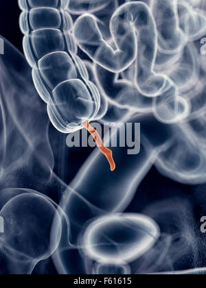 medically accurate illustration of the appendix Stock Photo