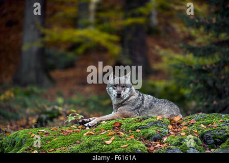 European grey wolf (Canis lupus) resting on rock in forest Stock Photo