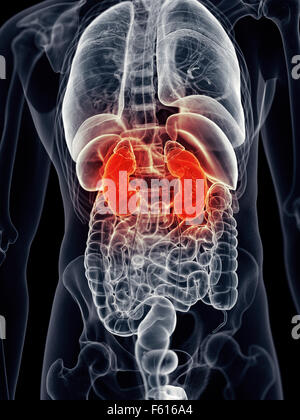 medically accurate illustration - painful kidney Stock Photo